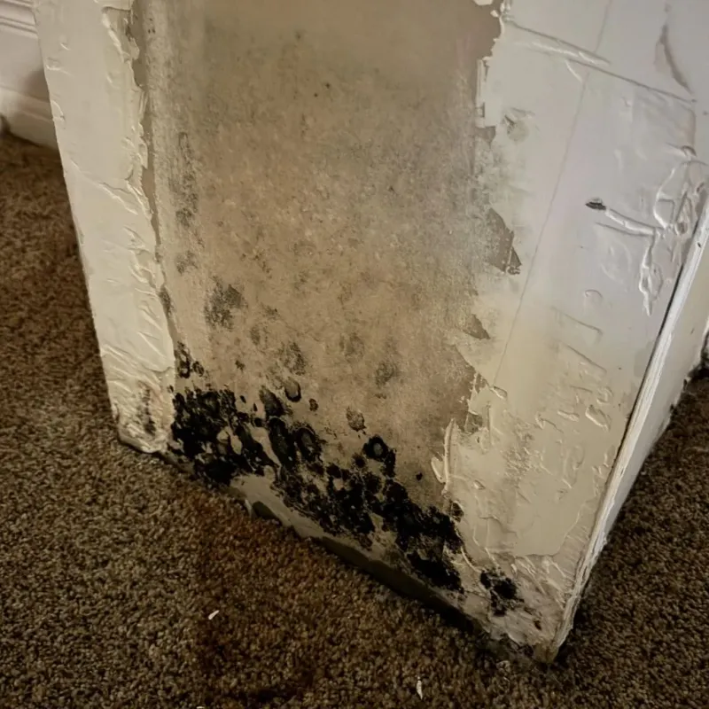 Professional Mold Removal in Pennington, NJ